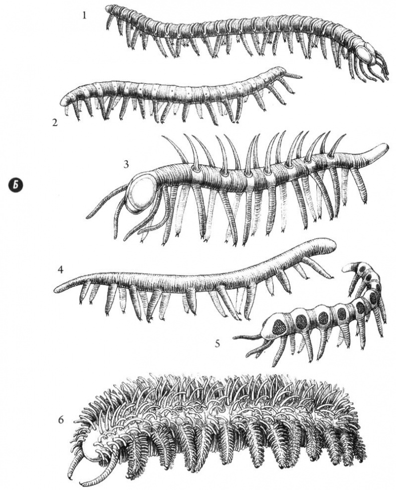 Отпечатки жизни. 25 шагов эволюции и вся история планеты