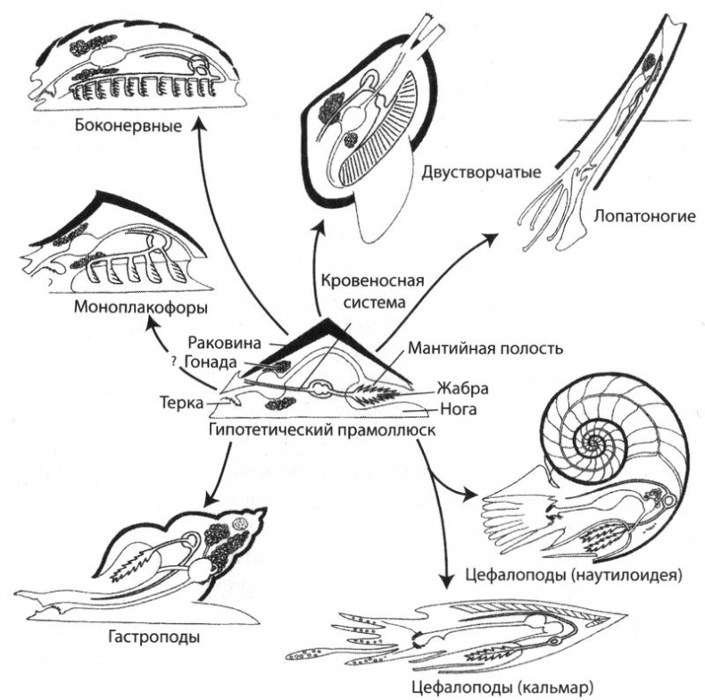 Отпечатки жизни. 25 шагов эволюции и вся история планеты