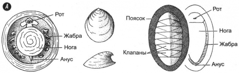 Отпечатки жизни. 25 шагов эволюции и вся история планеты