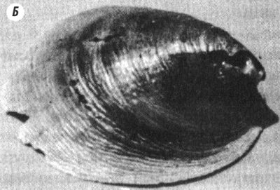 Отпечатки жизни. 25 шагов эволюции и вся история планеты