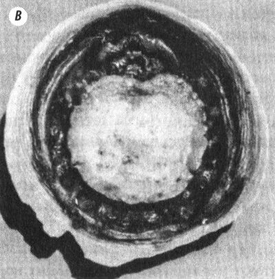 Отпечатки жизни. 25 шагов эволюции и вся история планеты