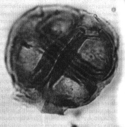 Отпечатки жизни. 25 шагов эволюции и вся история планеты