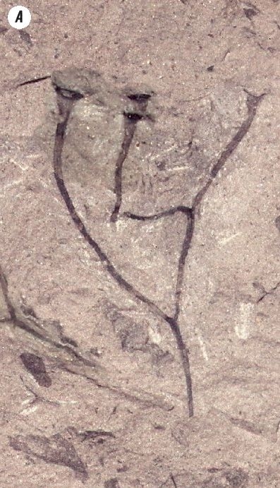 Отпечатки жизни. 25 шагов эволюции и вся история планеты