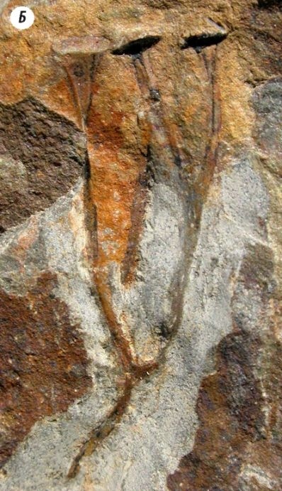 Отпечатки жизни. 25 шагов эволюции и вся история планеты