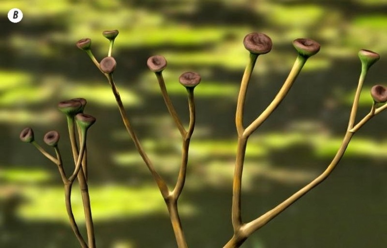 Отпечатки жизни. 25 шагов эволюции и вся история планеты