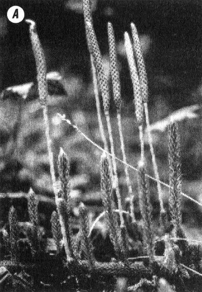 Отпечатки жизни. 25 шагов эволюции и вся история планеты