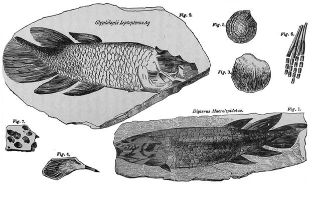 Отпечатки жизни. 25 шагов эволюции и вся история планеты