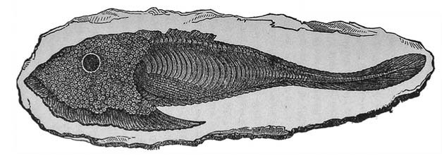 Отпечатки жизни. 25 шагов эволюции и вся история планеты