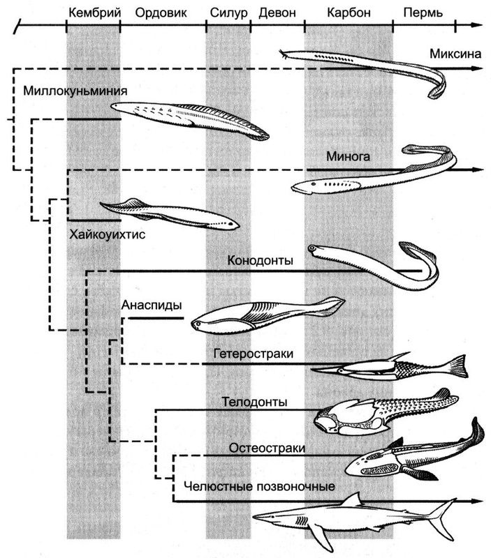 Отпечатки жизни. 25 шагов эволюции и вся история планеты