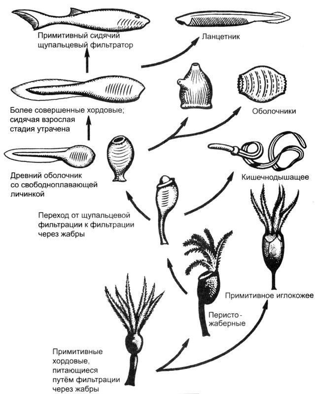 Отпечатки жизни. 25 шагов эволюции и вся история планеты
