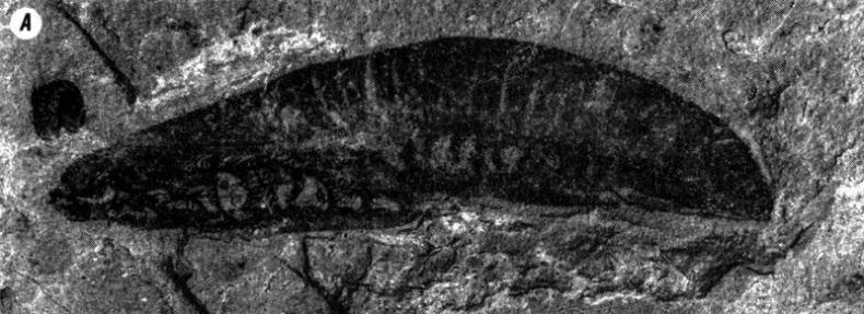 Отпечатки жизни. 25 шагов эволюции и вся история планеты