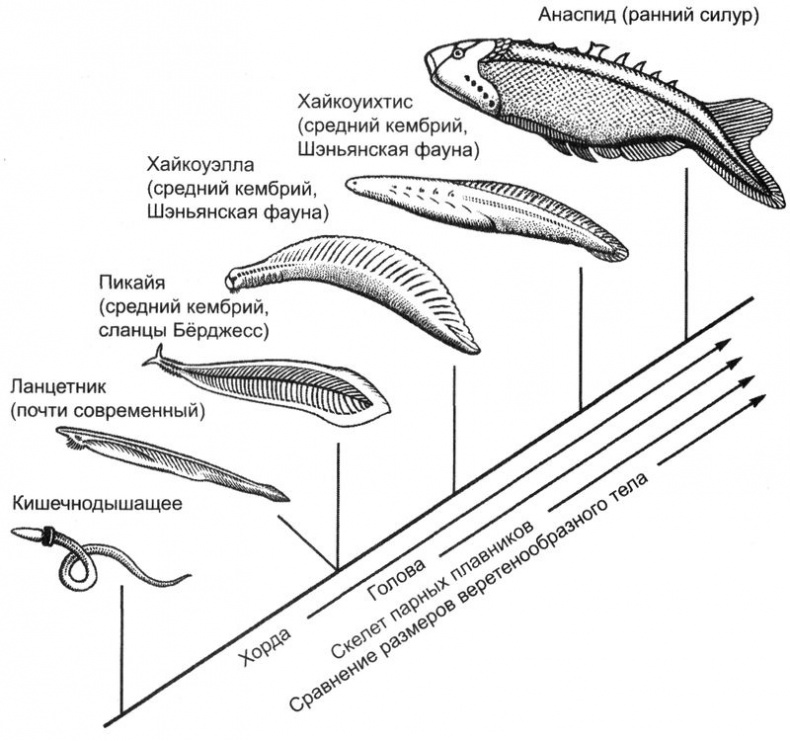 Отпечатки жизни. 25 шагов эволюции и вся история планеты
