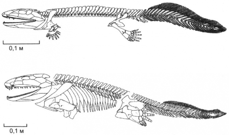 Отпечатки жизни. 25 шагов эволюции и вся история планеты