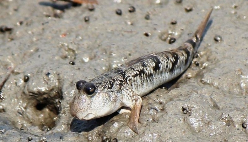 Отпечатки жизни. 25 шагов эволюции и вся история планеты