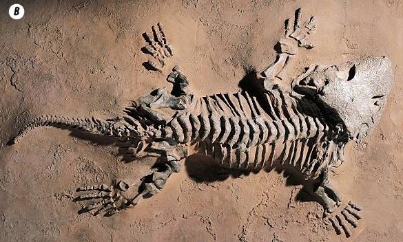 Отпечатки жизни. 25 шагов эволюции и вся история планеты