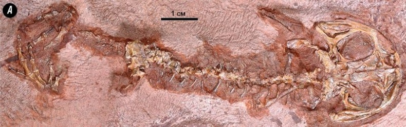 Отпечатки жизни. 25 шагов эволюции и вся история планеты