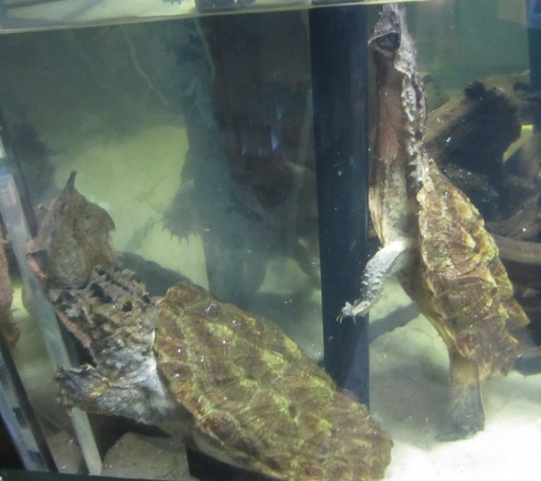 Отпечатки жизни. 25 шагов эволюции и вся история планеты