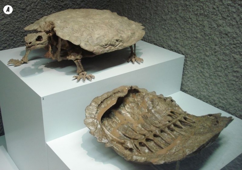 Отпечатки жизни. 25 шагов эволюции и вся история планеты