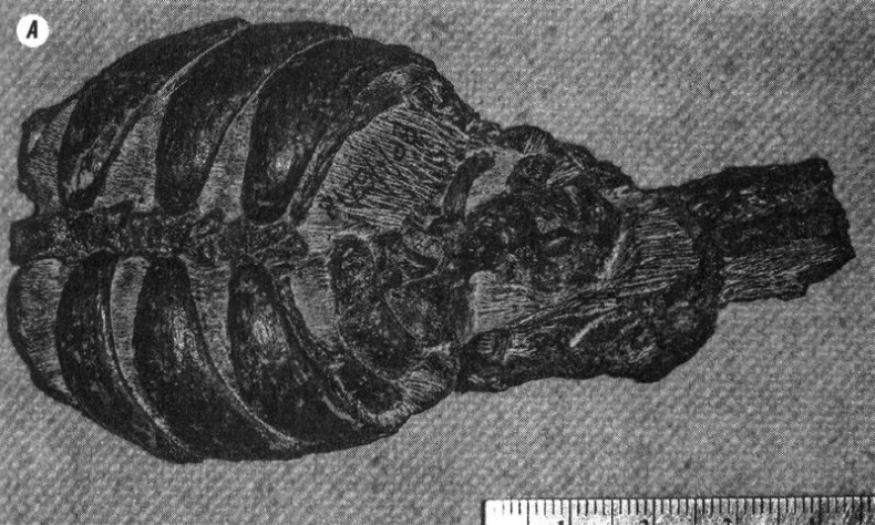 Отпечатки жизни. 25 шагов эволюции и вся история планеты