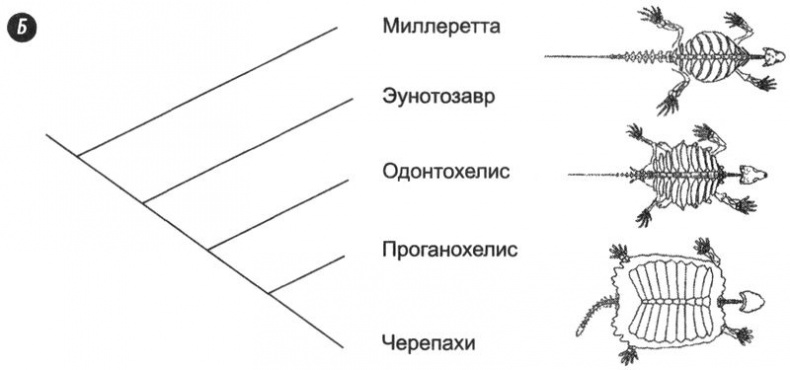 Отпечатки жизни. 25 шагов эволюции и вся история планеты