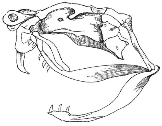 Отпечатки жизни. 25 шагов эволюции и вся история планеты