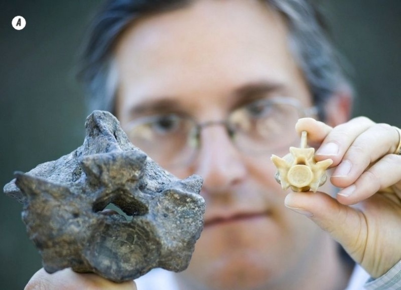 Отпечатки жизни. 25 шагов эволюции и вся история планеты