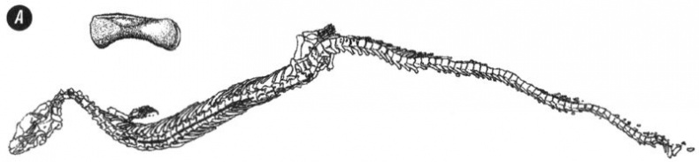 Отпечатки жизни. 25 шагов эволюции и вся история планеты