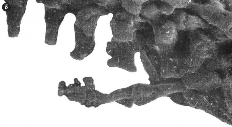 Отпечатки жизни. 25 шагов эволюции и вся история планеты