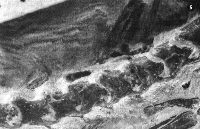 Отпечатки жизни. 25 шагов эволюции и вся история планеты