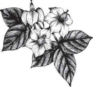 Большая энциклопедия садовода-огородника от А до Я