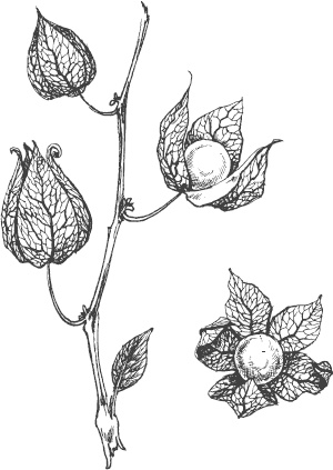 Большая энциклопедия садовода-огородника от А до Я