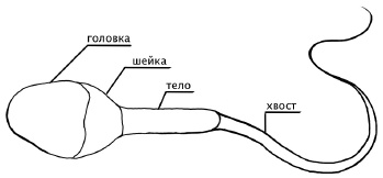Главная книга о женском здоровье