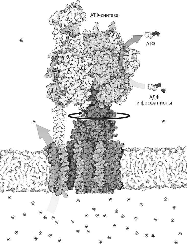 Вопрос жизни. Энергия, эволюция и происхождение сложности