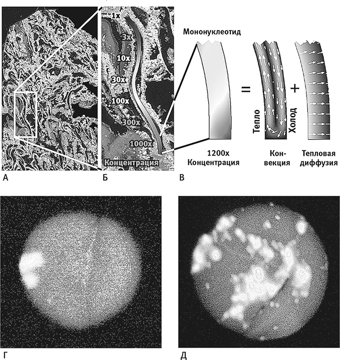 Вопрос жизни. Энергия, эволюция и происхождение сложности