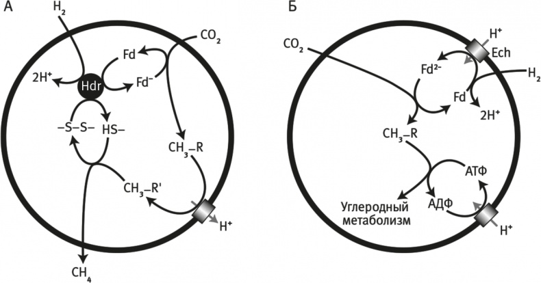 Вопрос жизни. Энергия, эволюция и происхождение сложности