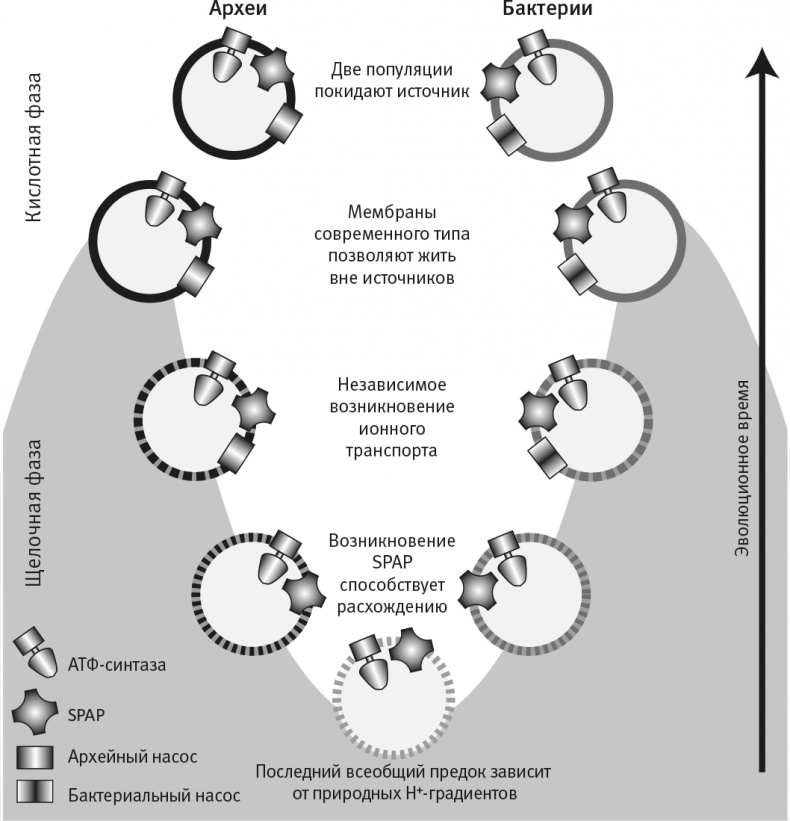 Вопрос жизни. Энергия, эволюция и происхождение сложности