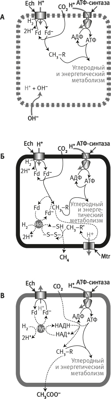Вопрос жизни. Энергия, эволюция и происхождение сложности