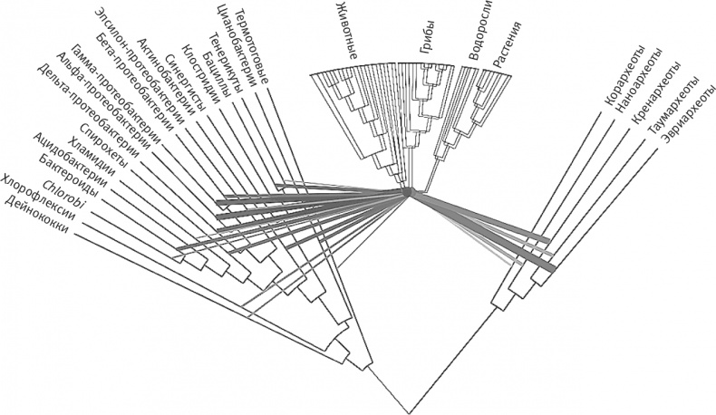 Вопрос жизни. Энергия, эволюция и происхождение сложности