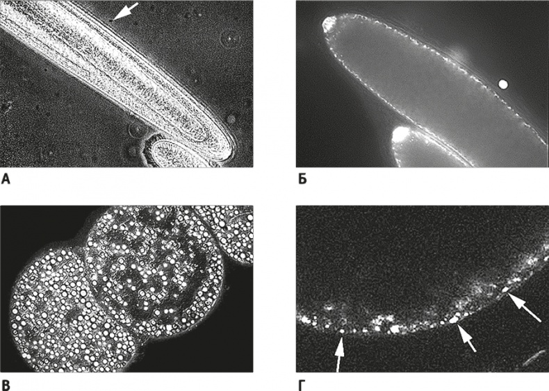 Вопрос жизни. Энергия, эволюция и происхождение сложности
