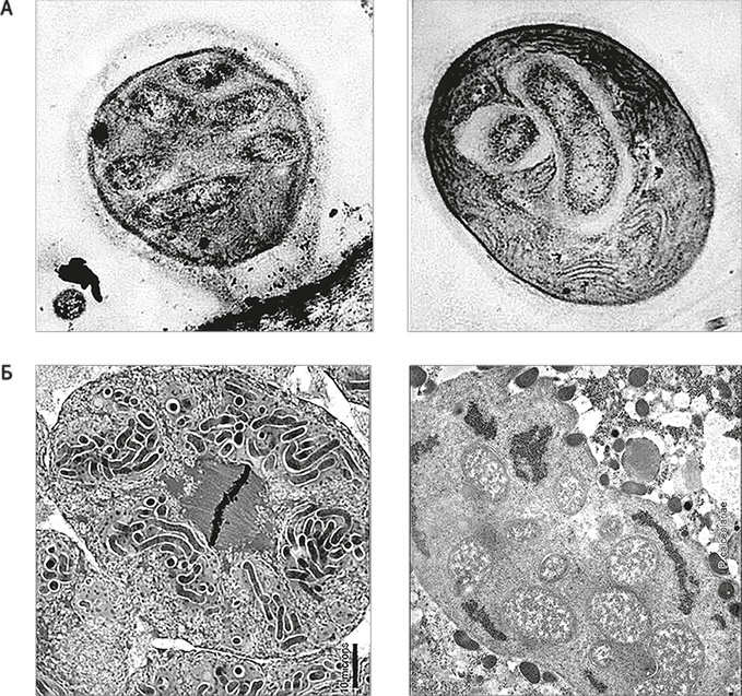 Вопрос жизни. Энергия, эволюция и происхождение сложности
