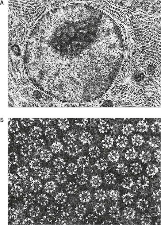 Вопрос жизни. Энергия, эволюция и происхождение сложности