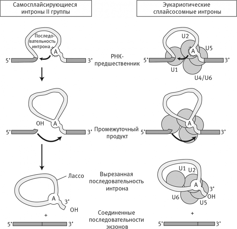 Вопрос жизни. Энергия, эволюция и происхождение сложности