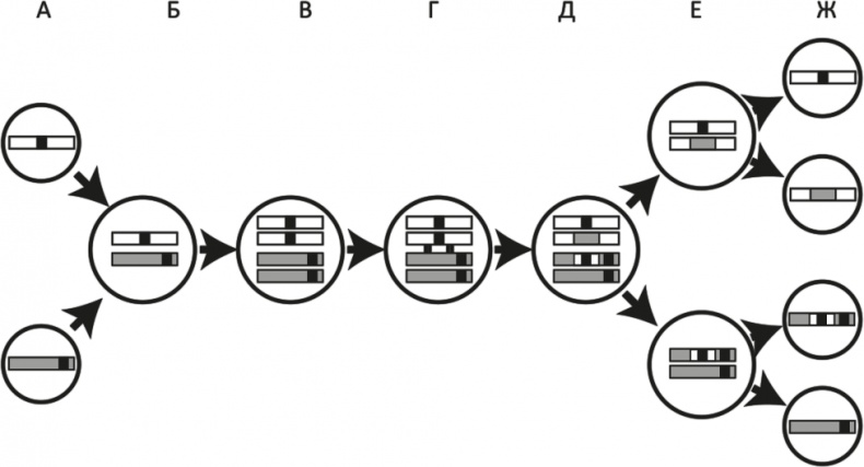 Вопрос жизни. Энергия, эволюция и происхождение сложности