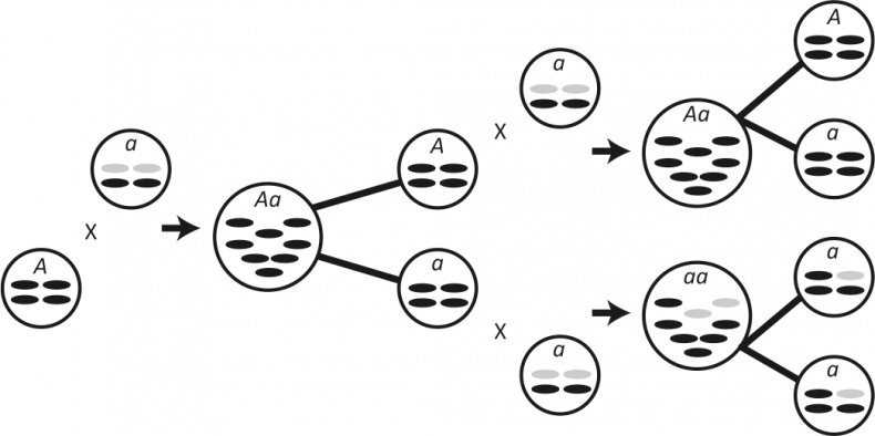 Вопрос жизни. Энергия, эволюция и происхождение сложности