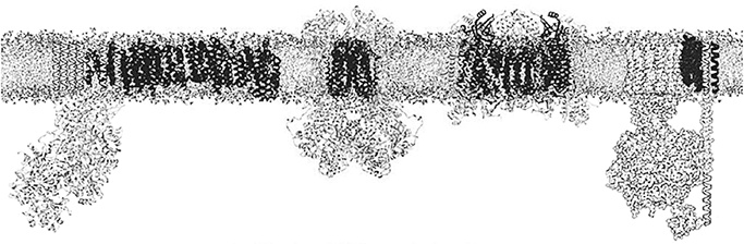 Вопрос жизни. Энергия, эволюция и происхождение сложности