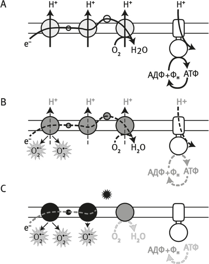 Вопрос жизни. Энергия, эволюция и происхождение сложности