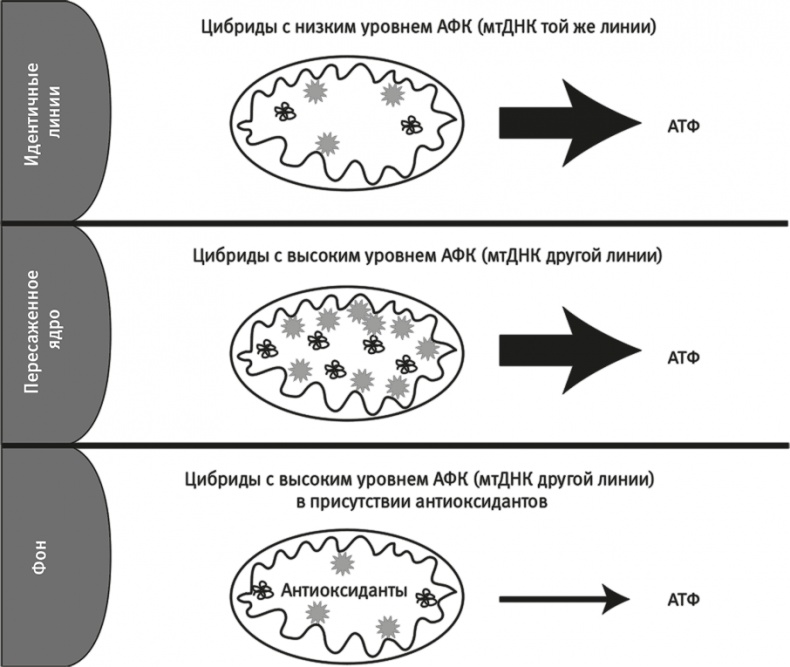 Вопрос жизни. Энергия, эволюция и происхождение сложности