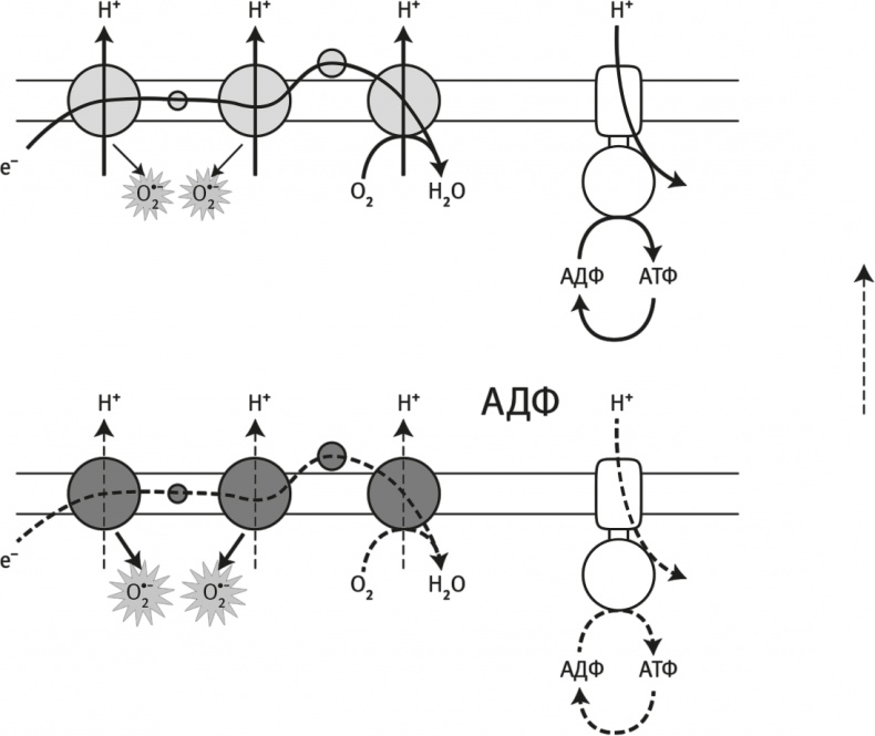 Вопрос жизни. Энергия, эволюция и происхождение сложности