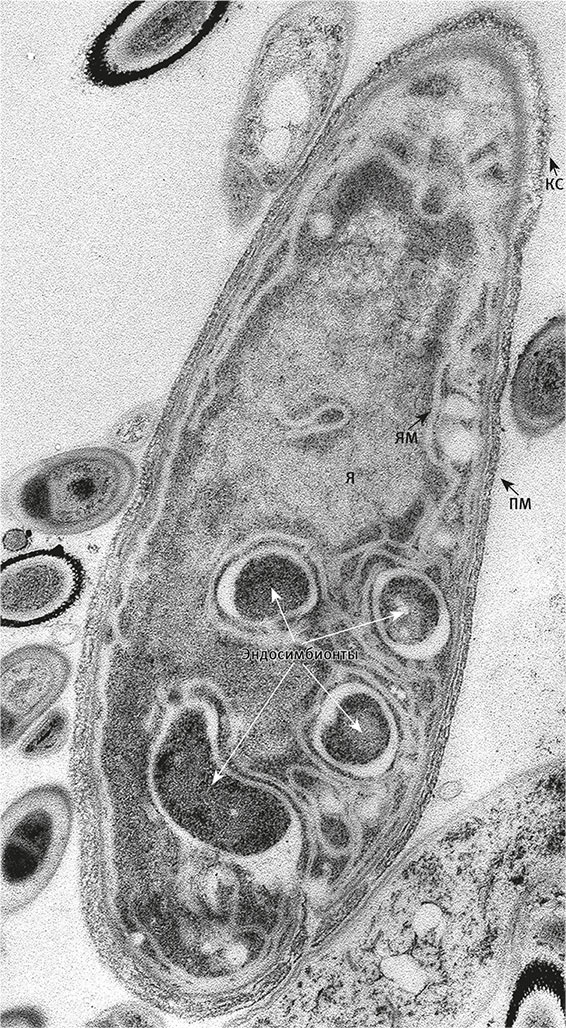 Вопрос жизни. Энергия, эволюция и происхождение сложности