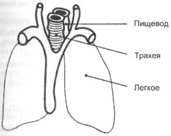 Управление голосом Управление голосом